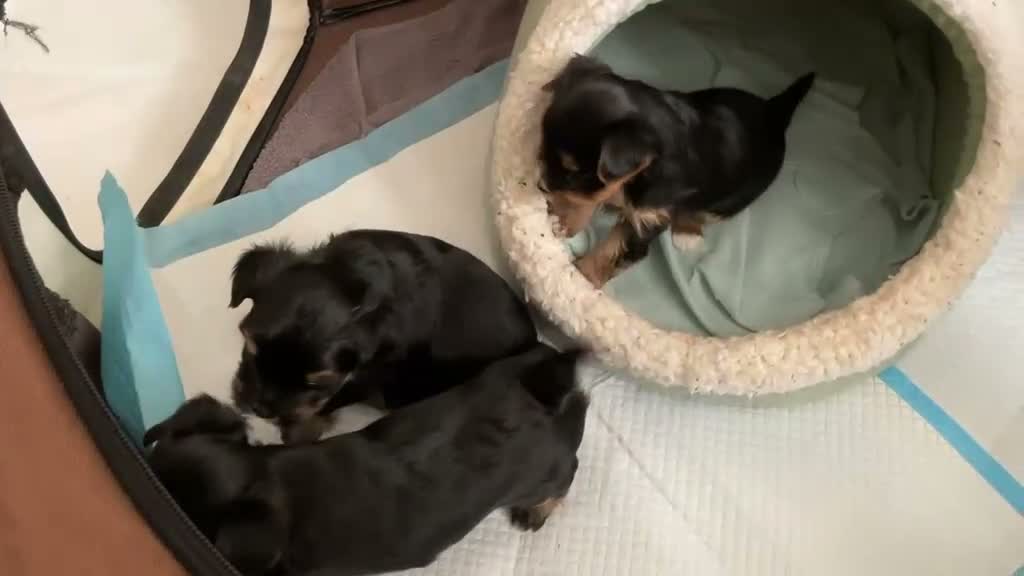 Yorkshire Terrier dogs for sale: Yorkshire terrier puppy in Edinburgh - Video 1
