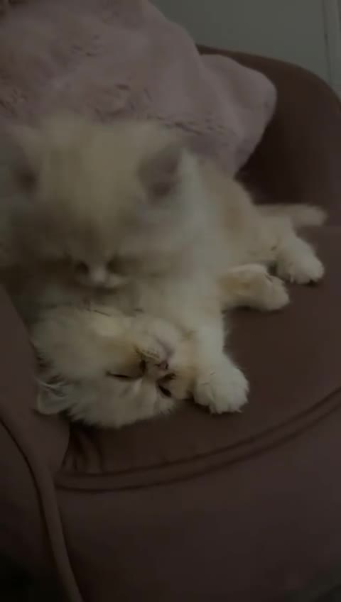 Persian cats for sale: 2 Persian kittens  - Video 1