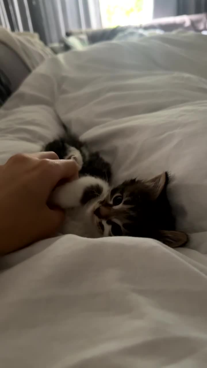 Mixed Breed cats for sale: Female Kittens Looking for Their Forever Homes - Video 4