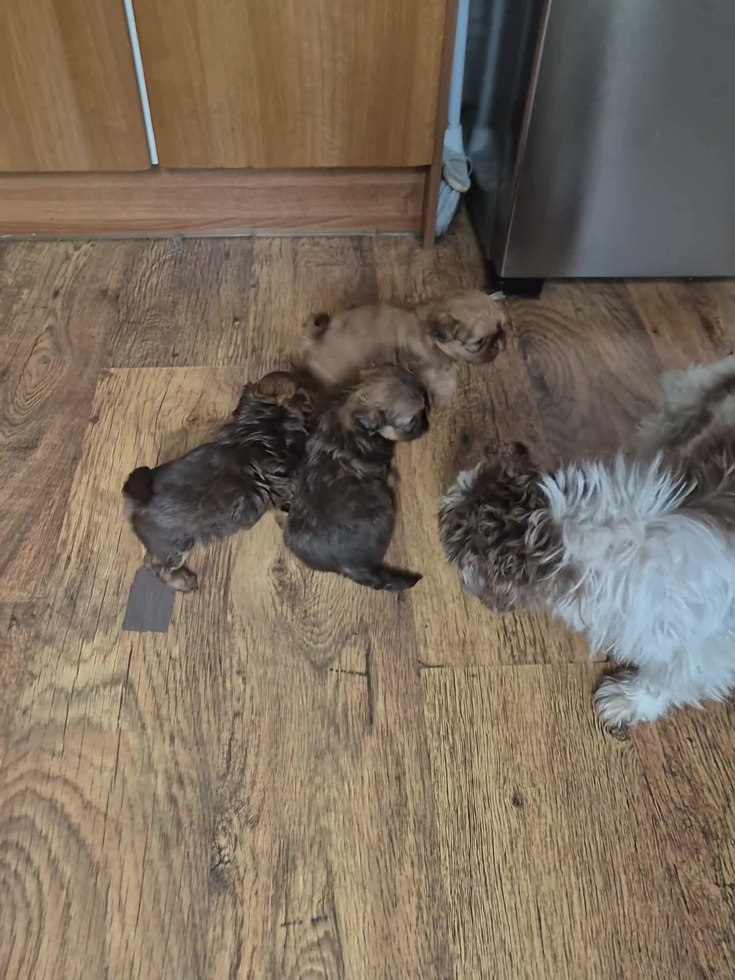 Shih Tzu dogs for sale: Imperial shih tzu puppies - Video 1