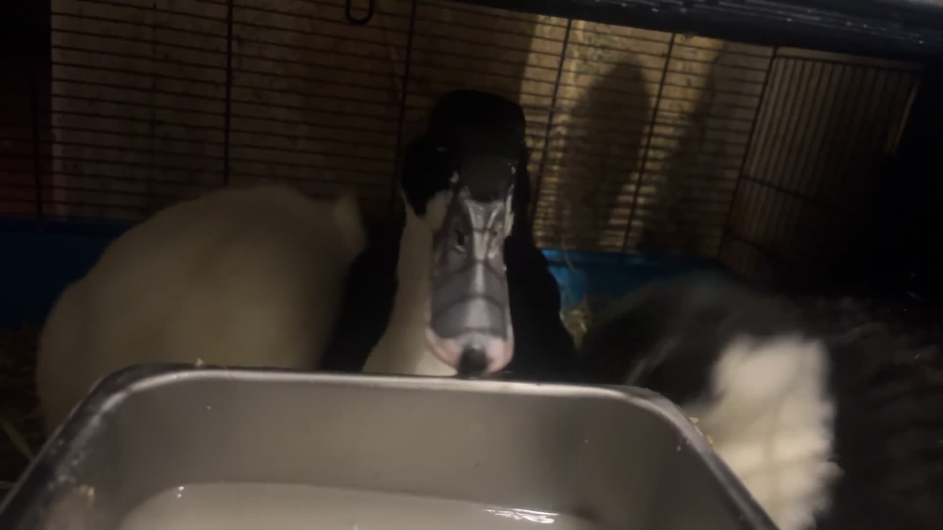 Ducks poultry for sale: Ducks for sale  - Video 1