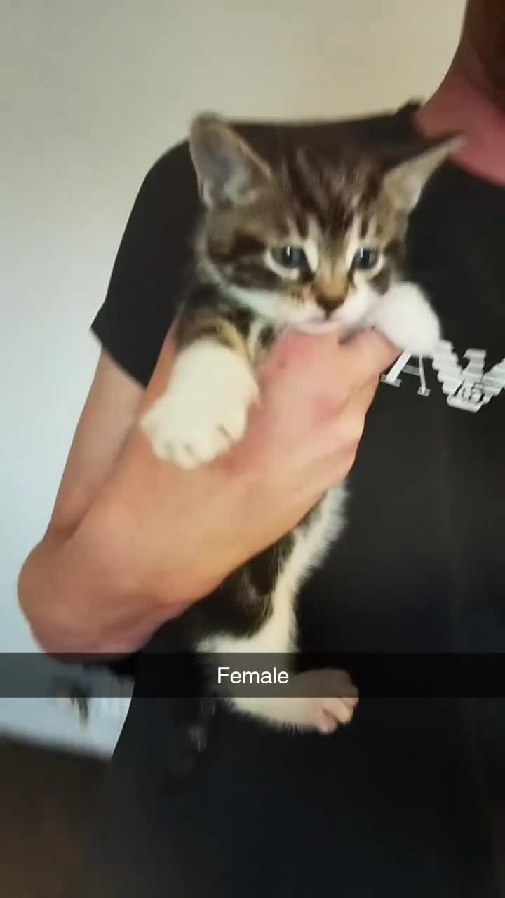 British Shorthair cats for sale: Gorgeous litter  - Video 3