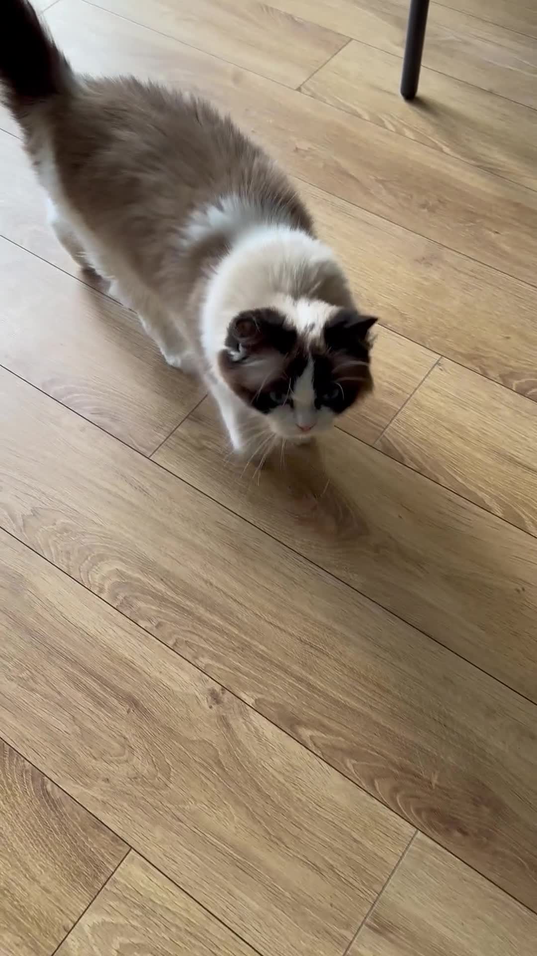 Ragdoll cats for sale: Miss Indie  - Video 3