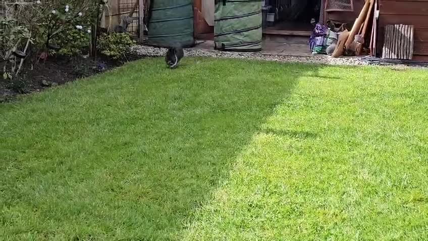 Netherland Dwarf rabbits for sale: Purebred Netherland Dwarf Doe - Video 1