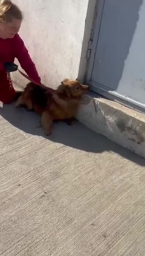 Mixed Breed dogs for adoption: 💕 Daisy & Monty – two hearts, one home 💕 - Video 2