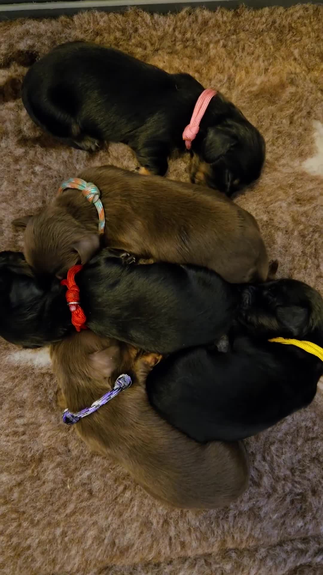 Miniature Dachshund dogs for sale: Rare long haired miniature dachshund litter - Video 1