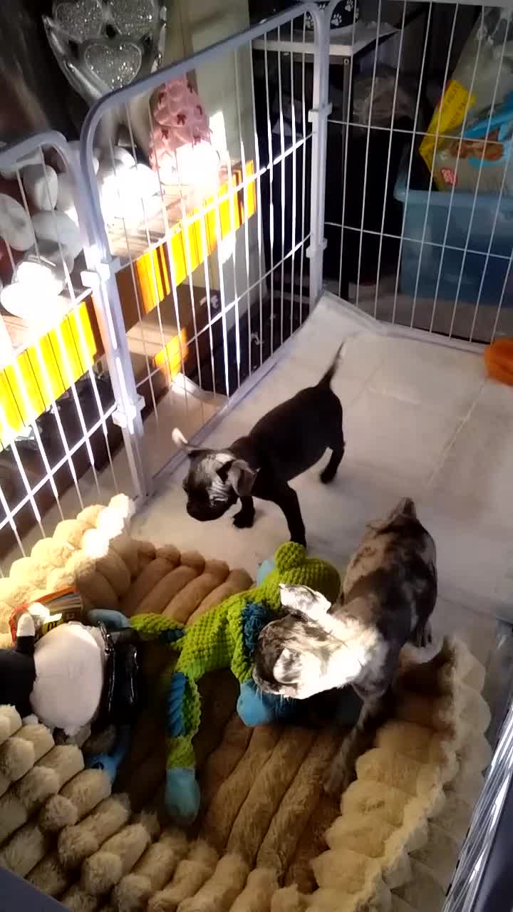 Frug dogs for sale: Frug  in Alton - Video 1