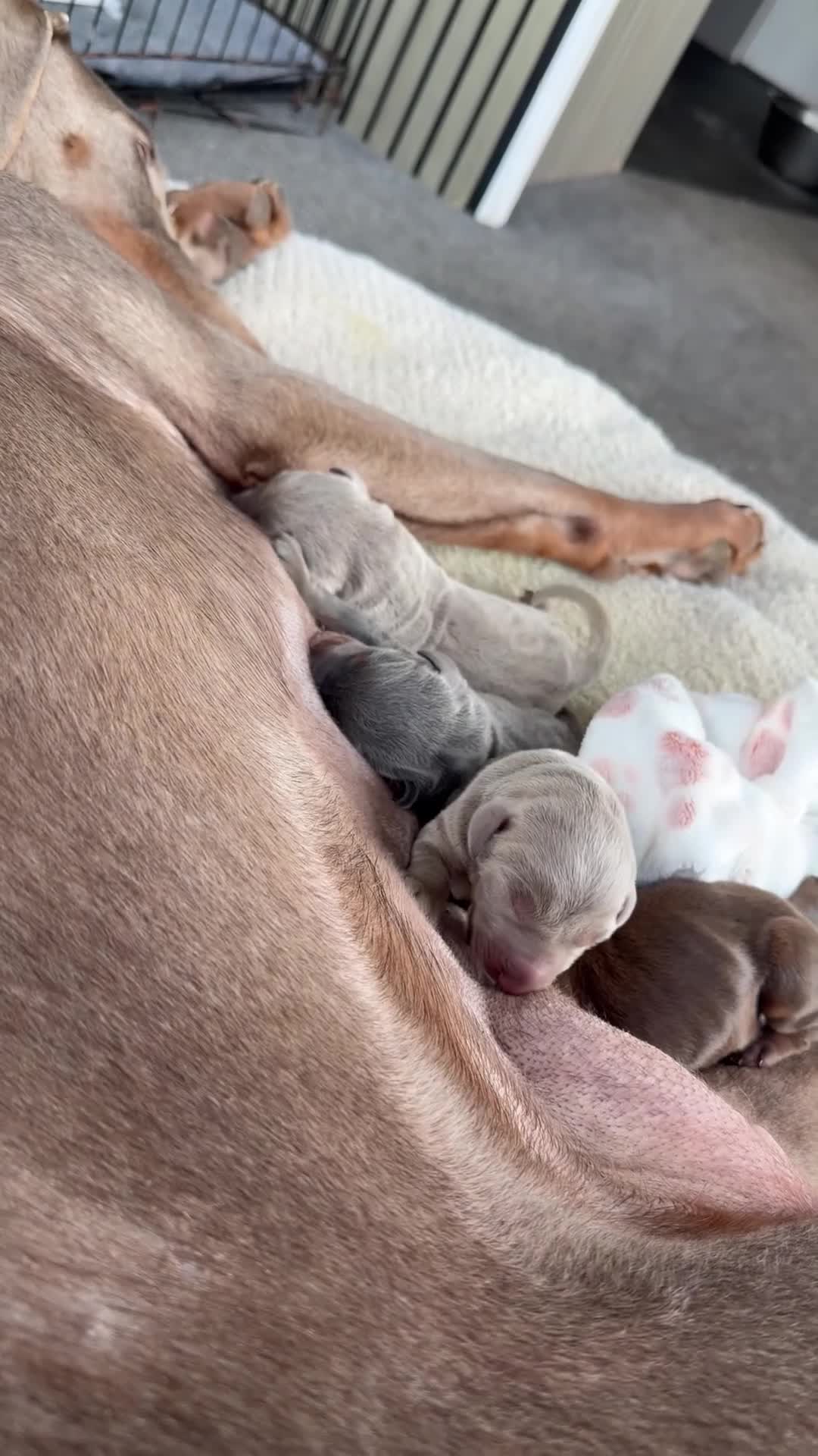 Dobermann dogs for sale: Doberman champion lines and health tested  - Video 1