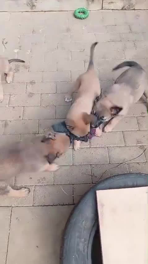 Belgian Shepherd Dog dogs for sale: Belgian Malinois Puppies Ready Now - Video 2