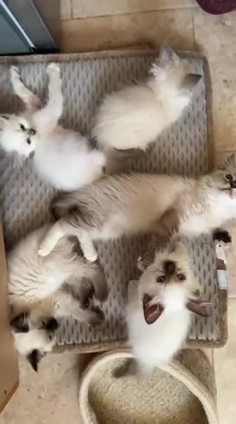 Ragdoll cats for sale: GCCF Registered Kittens - Video 2