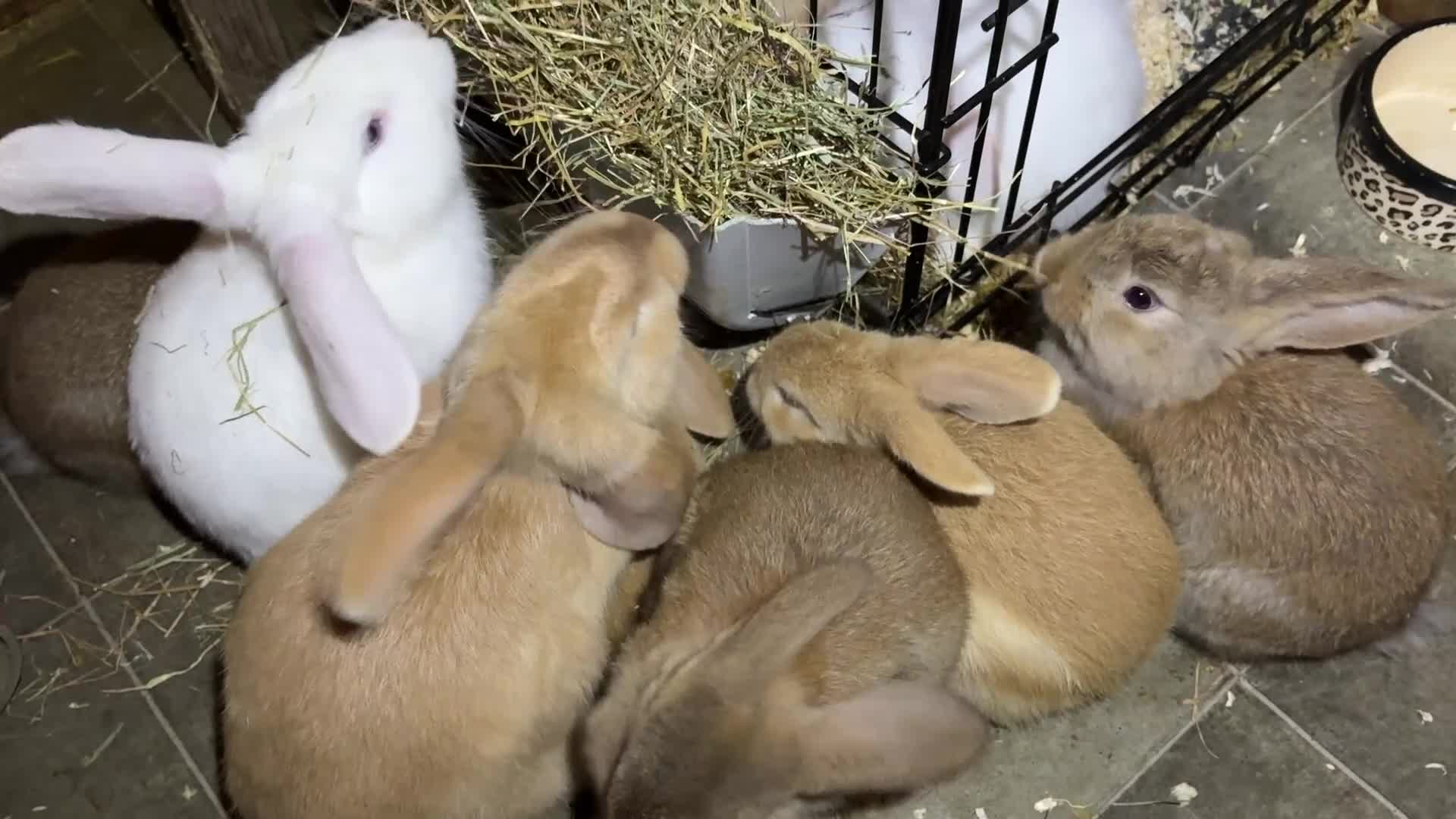 Dwarf Lop rabbits for sale: Dwarf lops ready for forever homes 15th November  - Video 1
