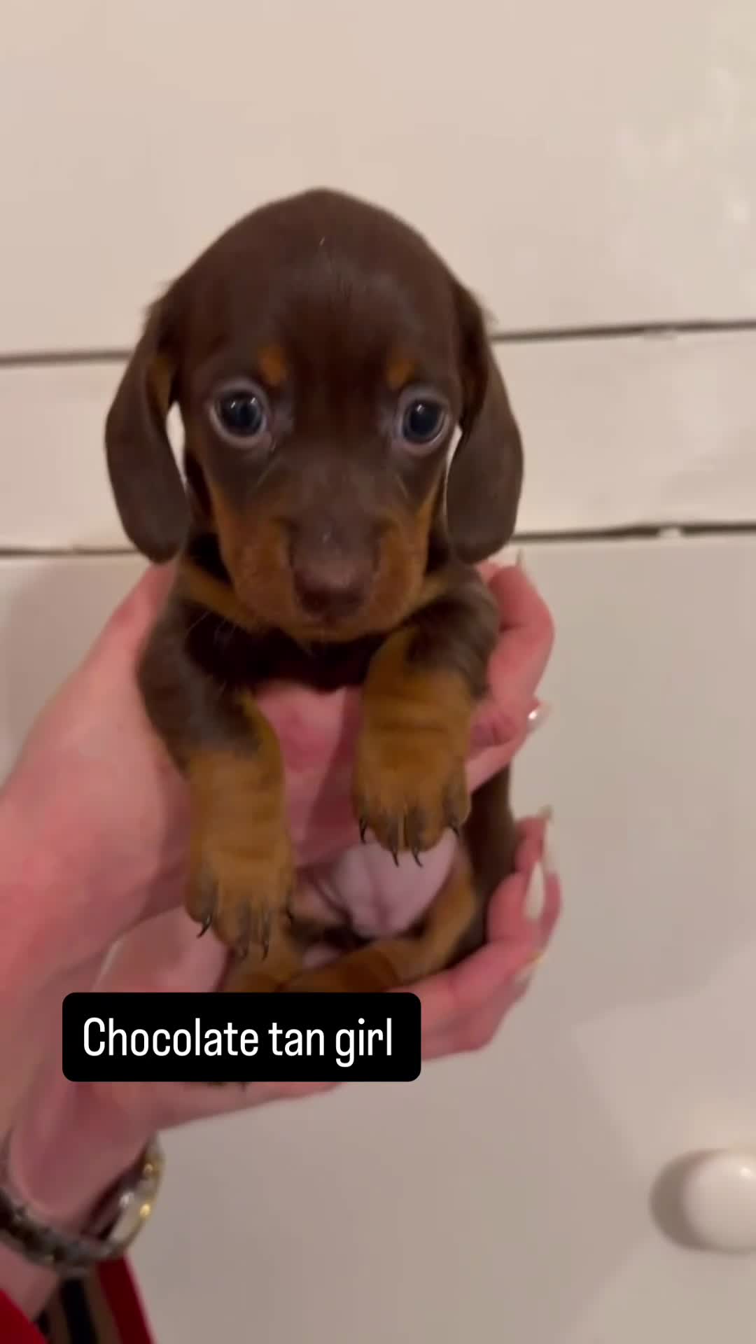 Miniature Dachshund dogs for sale: Miniature Dachshund Puppies for Sale in Somerton - Video 4