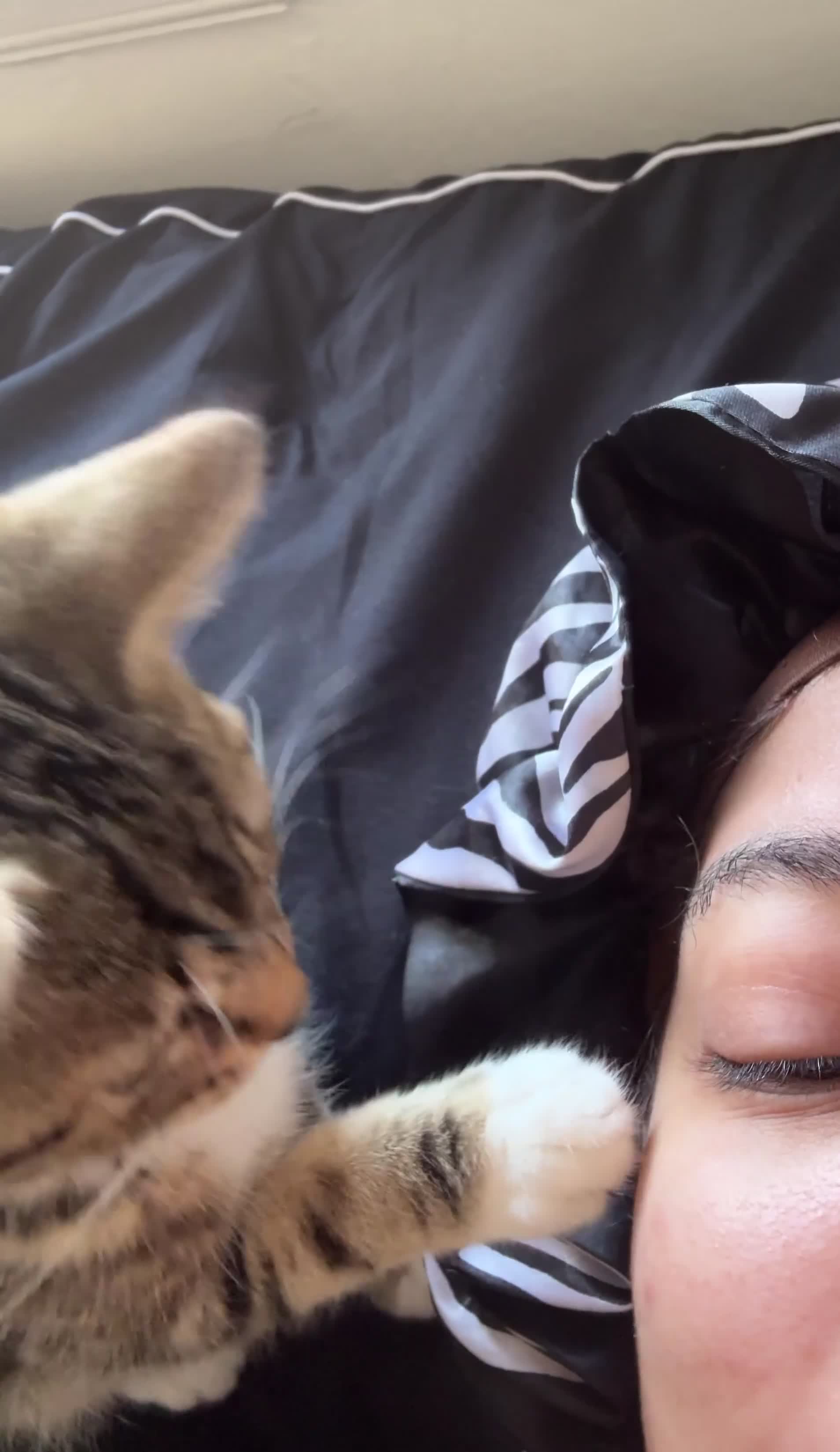 British Shorthair cats for sale: Mirah and Toast in Birmingham - Video 1