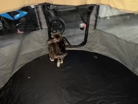 British Shorthair cats for sale: British short hair mixed kittens  - Video 3