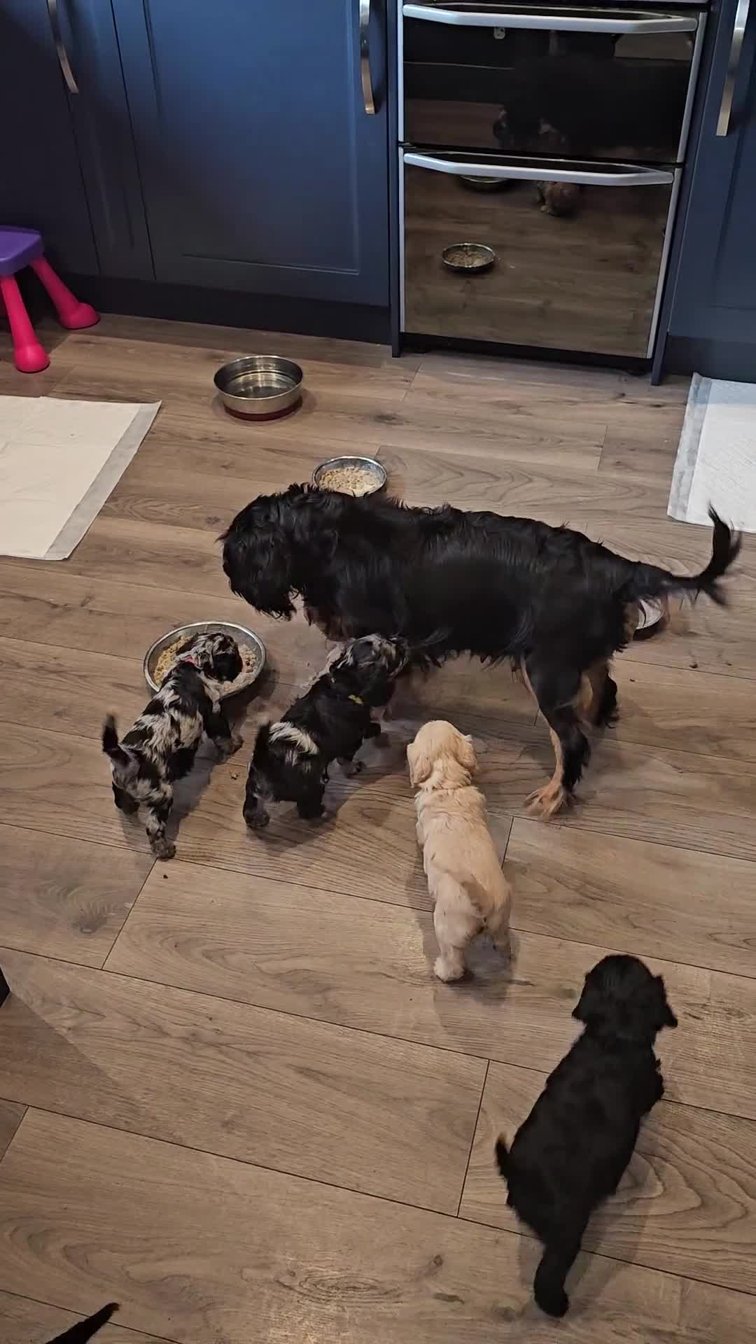 Cavapoo dogs for sale: 🐾 Gorgeous Health Tested F1 Cavapoo Puppies 🐶🐾 - Video 1