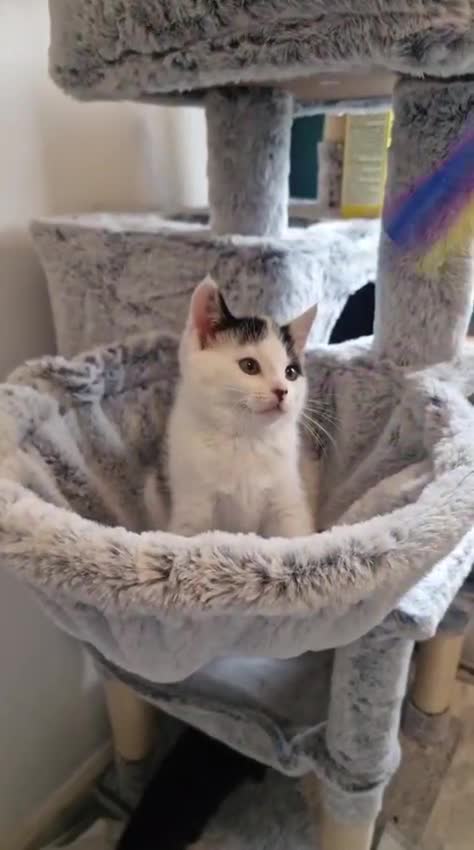 Domestic Shorthair cats for sale: 3 stunning male kittens - Video 2