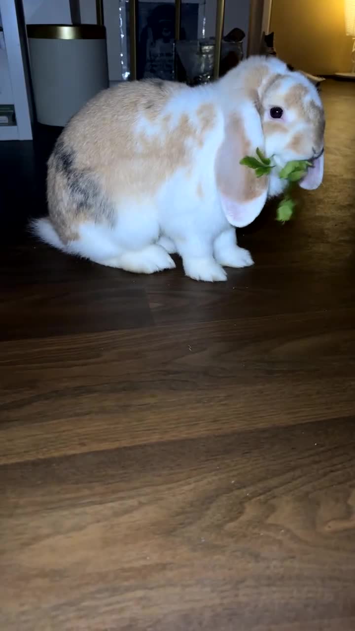 French Lop rabbits for sale: French Lop Buck 9’months for sale - Video 3