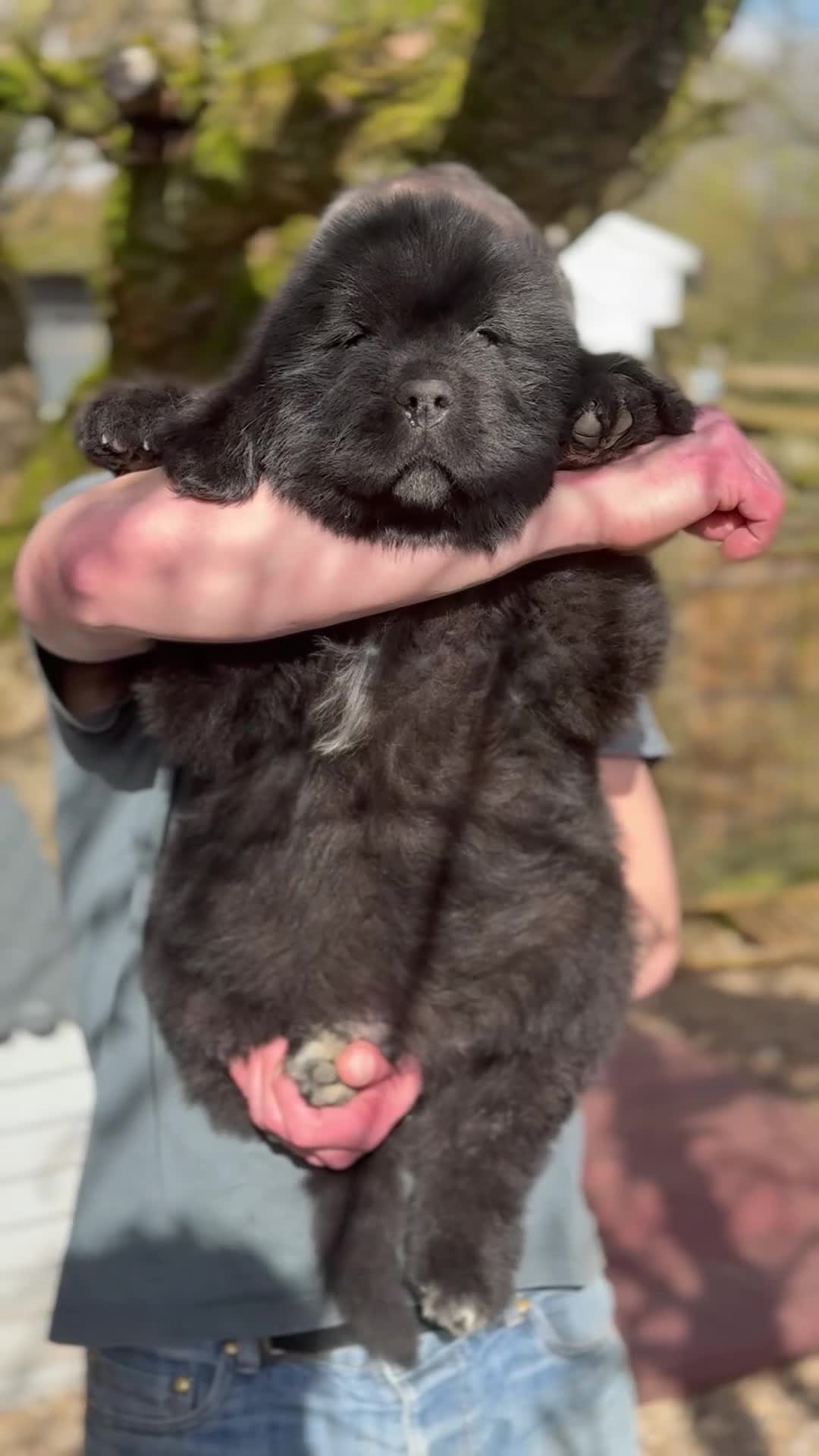 Newfoundland dogs for sale: Newfangled Newfoundlands - KC reg Newfie pups   - Video 1