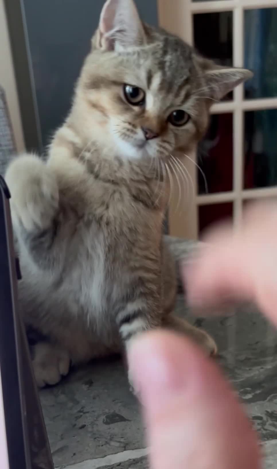 British Shorthair cats for sale: Pedigree British Shorthair  - Video 2