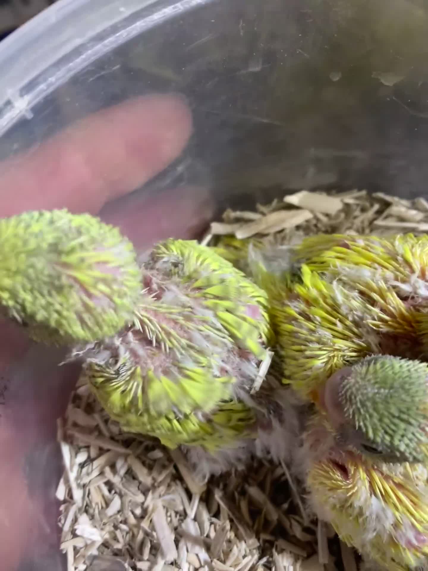 Budgerigars birds for sale: Young proven breeding pair  - Video 1