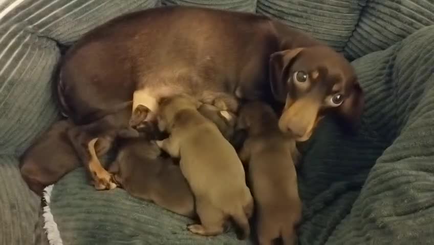 Miniature Dachshund dogs for sale: Chocolate mini dachshund - Video 1