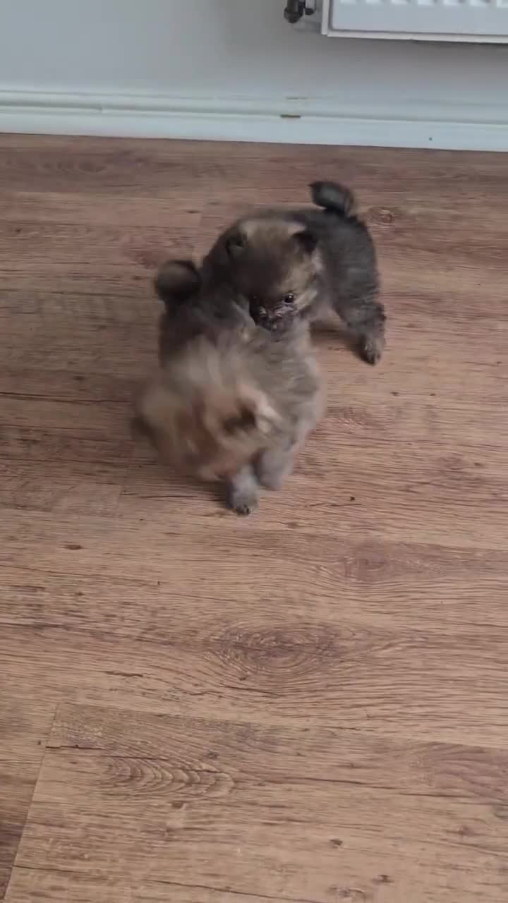 Pomeranian dogs for sale: Beautiful Pomeranian Puppies in London - Video 2