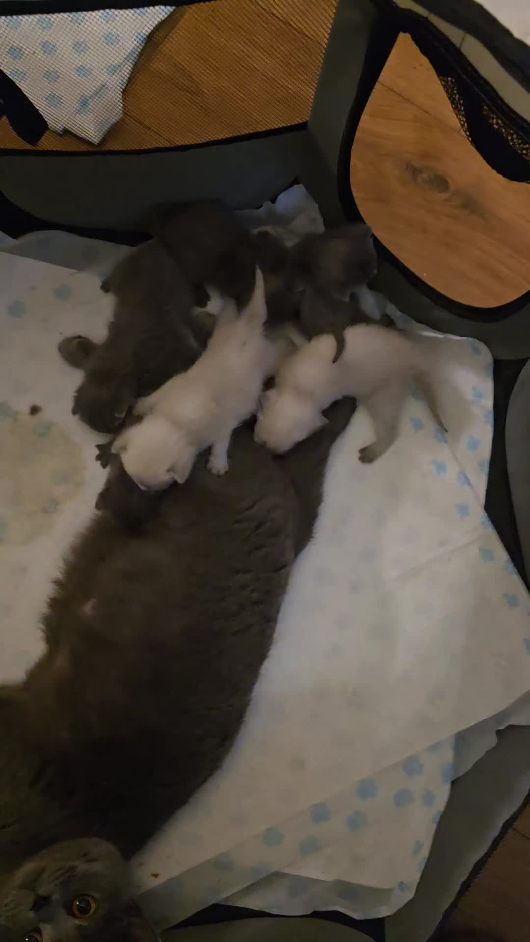 British Shorthair cats for sale: 6 x British Short-haired Blue kittens for sale - Video 2