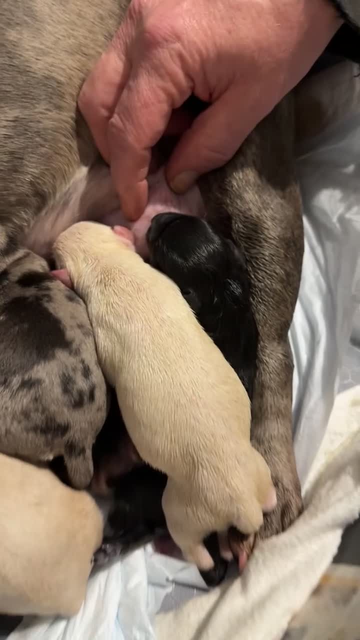 Mixed Breed dogs for sale: Beautiful Frenchie x Labrador puppies  - Video 1