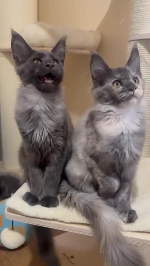 Maine Coon cats for sale: 25% OFF PURE MAINE COONS FROM CHAMPION BLOODLINE! - Video 2