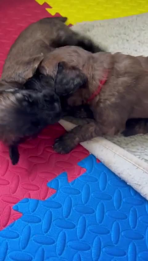 Saint Bernard dogs for sale: F1 St Berdoodle  - Video 1