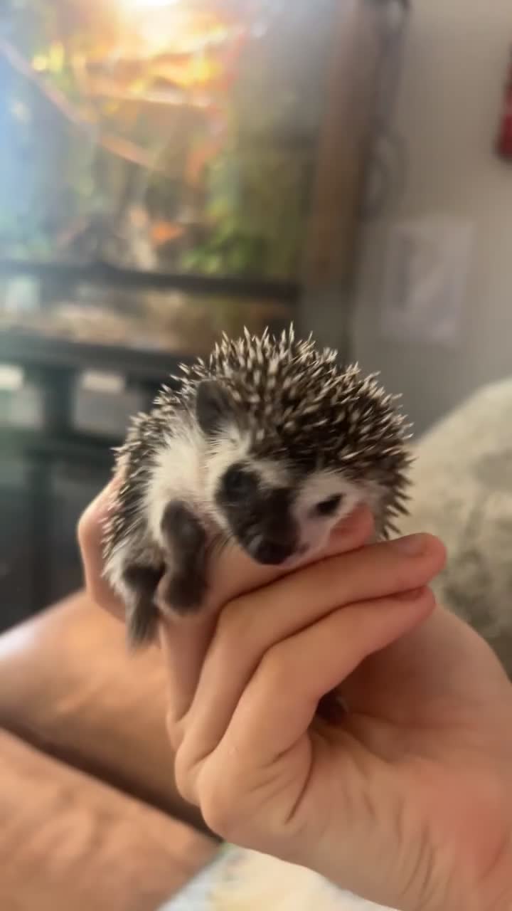 Pygmy Hedgehog rodents for sale: Gorgeous split face African Pygmy hedgehog - Video 2
