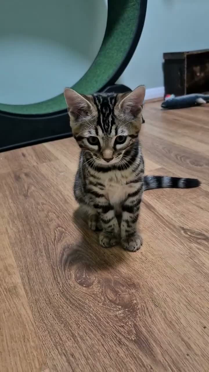 Bengal cats for sale: Brown Charcoal Bengals – Girl & Boy – Reserve🥰 - Video 5
