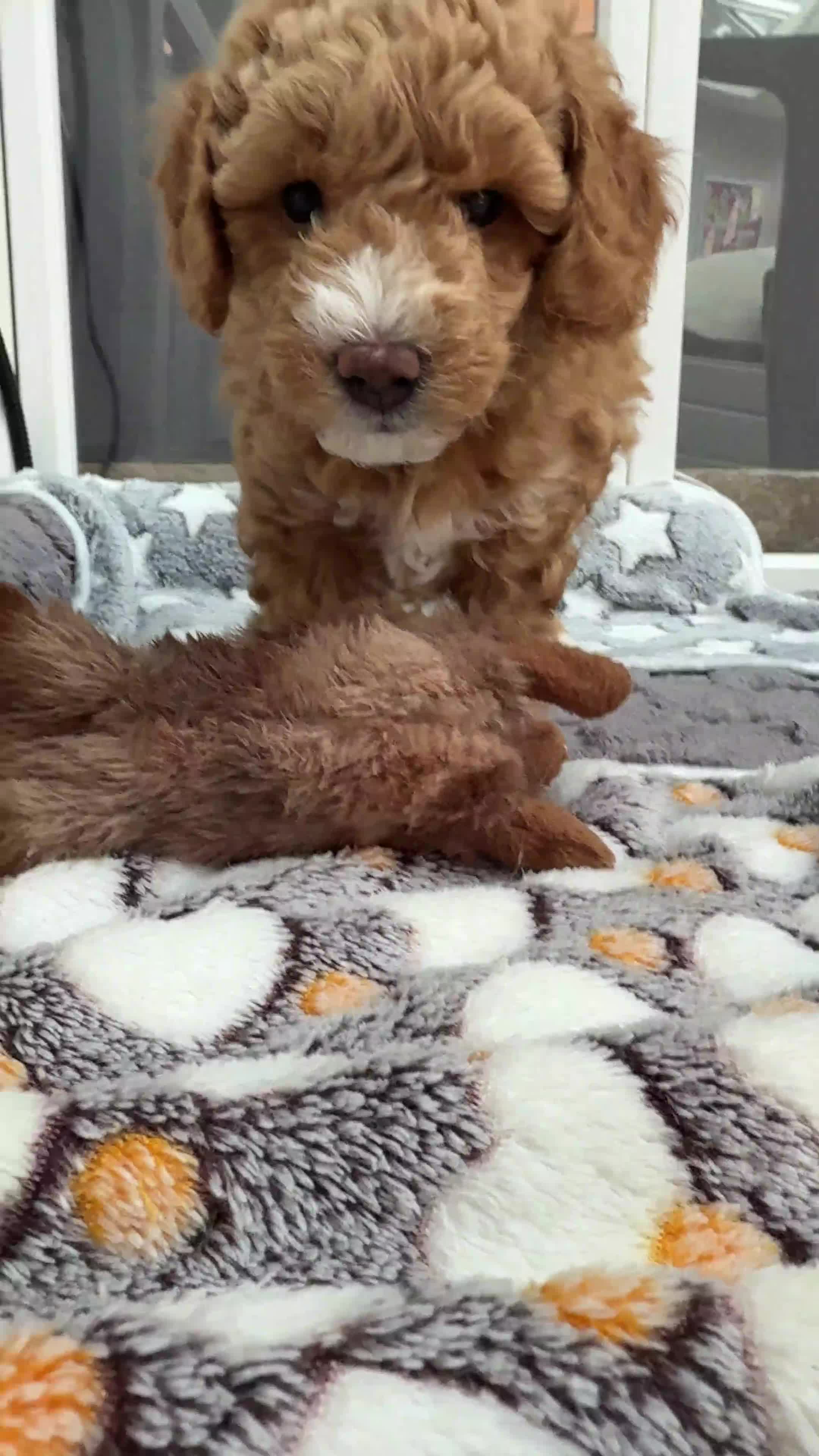 Poochon dogs for sale: 🐾 Adorable Mini Poochon Puppy – Milo 🐾 - Video 2