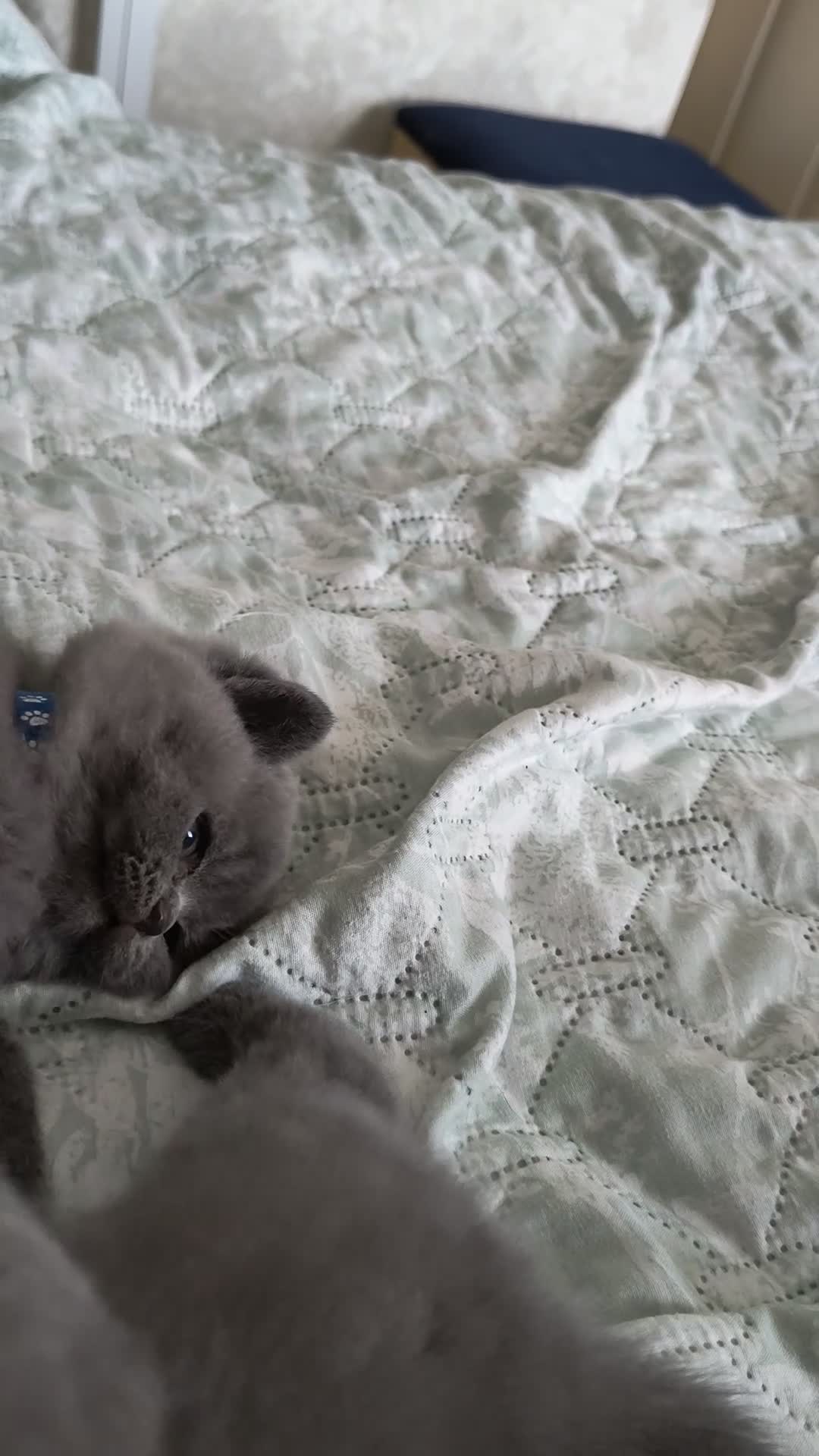 British Shorthair cats for sale: Magnificent litter Champion bloodline  - Video 5
