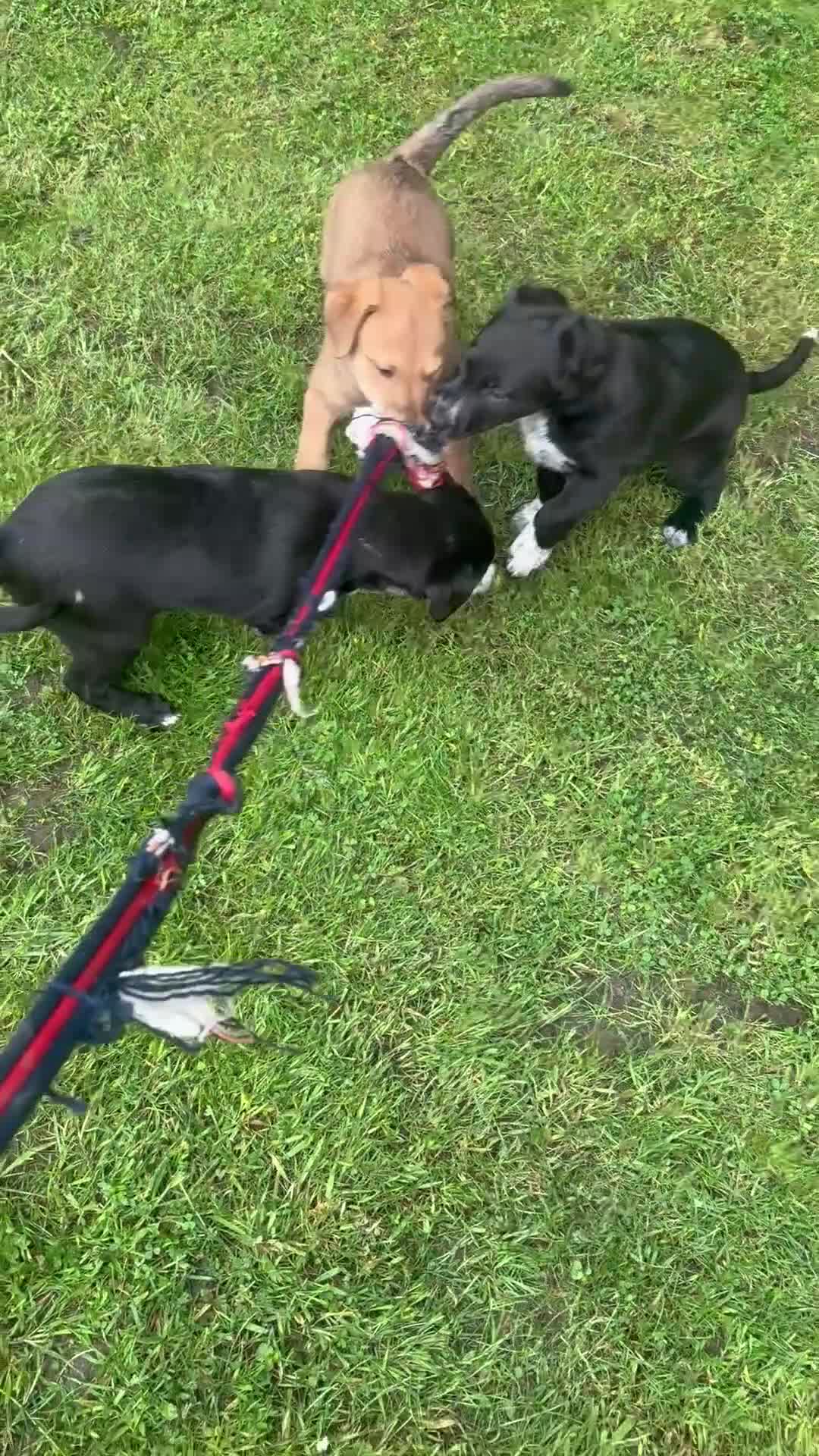Mixed Breed dogs for sale: Lurcher x Collie  in Preston - Video 1