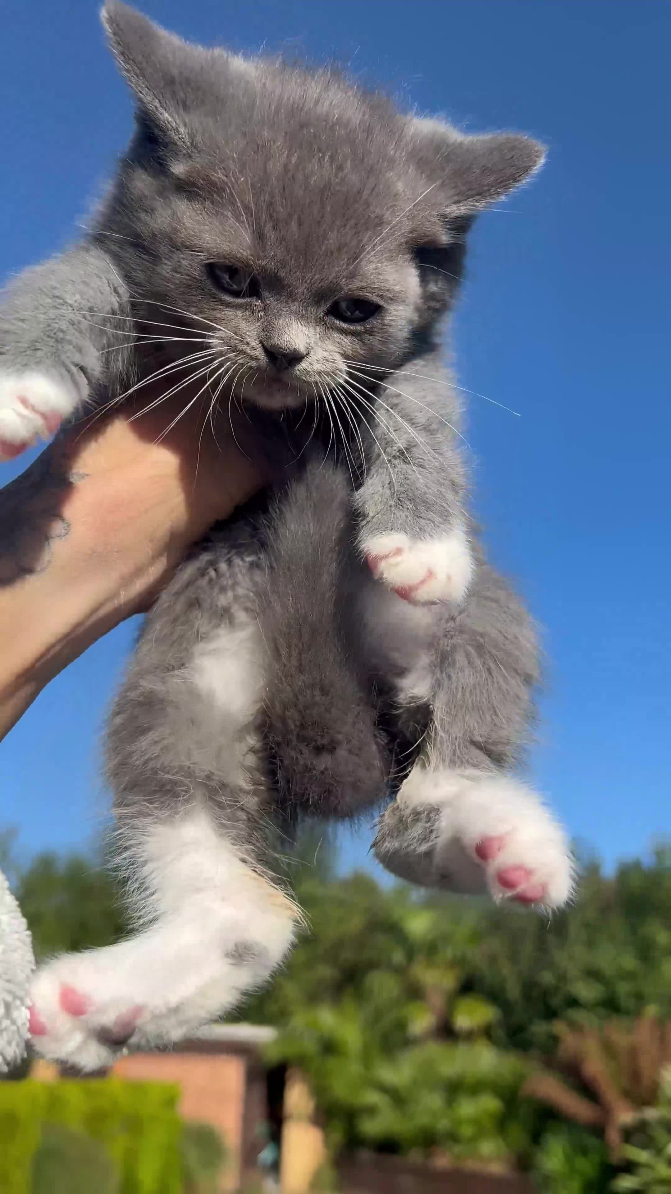 Ragdoll cats for sale: 😍Ragdoll&British Shorthair Mix😍 - Video 5