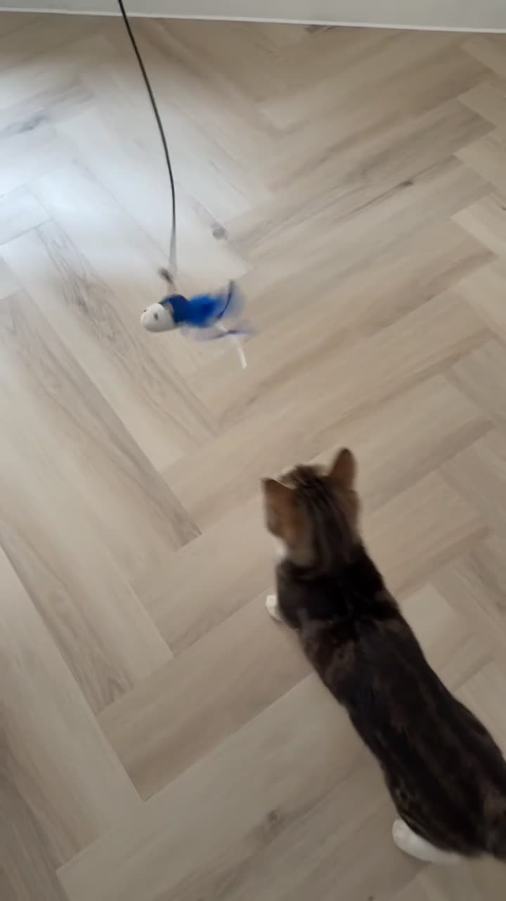 Domestic Shorthair cats for sale: Biscuit - Female Cat for Rehoming (4 years old)   - Video 2