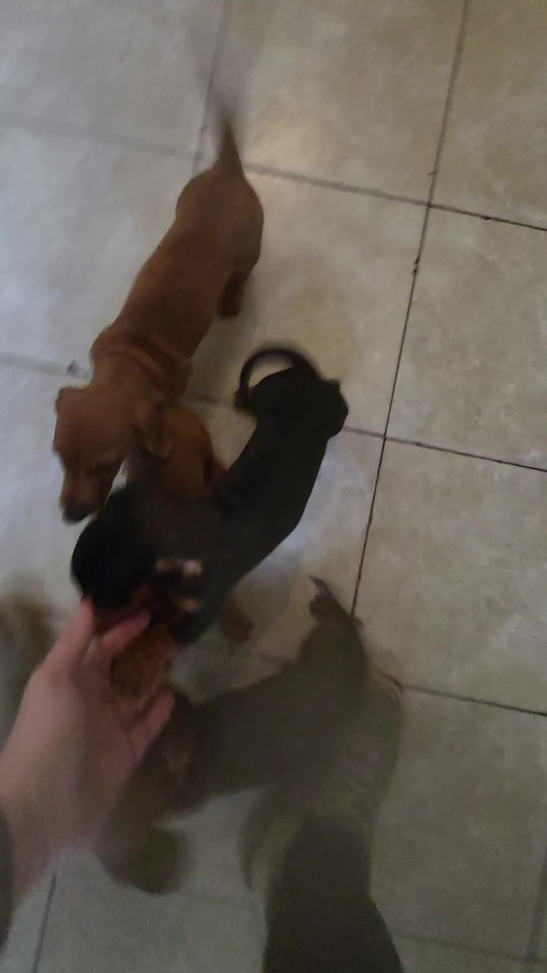 Miniature Dachshund dogs for sale: Ready to leave Miniature dachshunds cearphilly  - Video 2