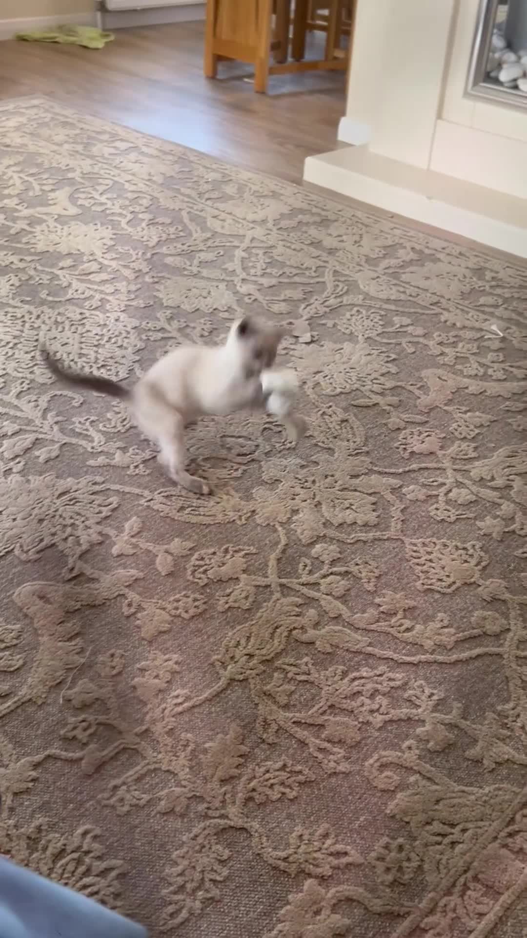 Siamese cats for sale: Siamese X kittens for sale 2 left  - Video 1