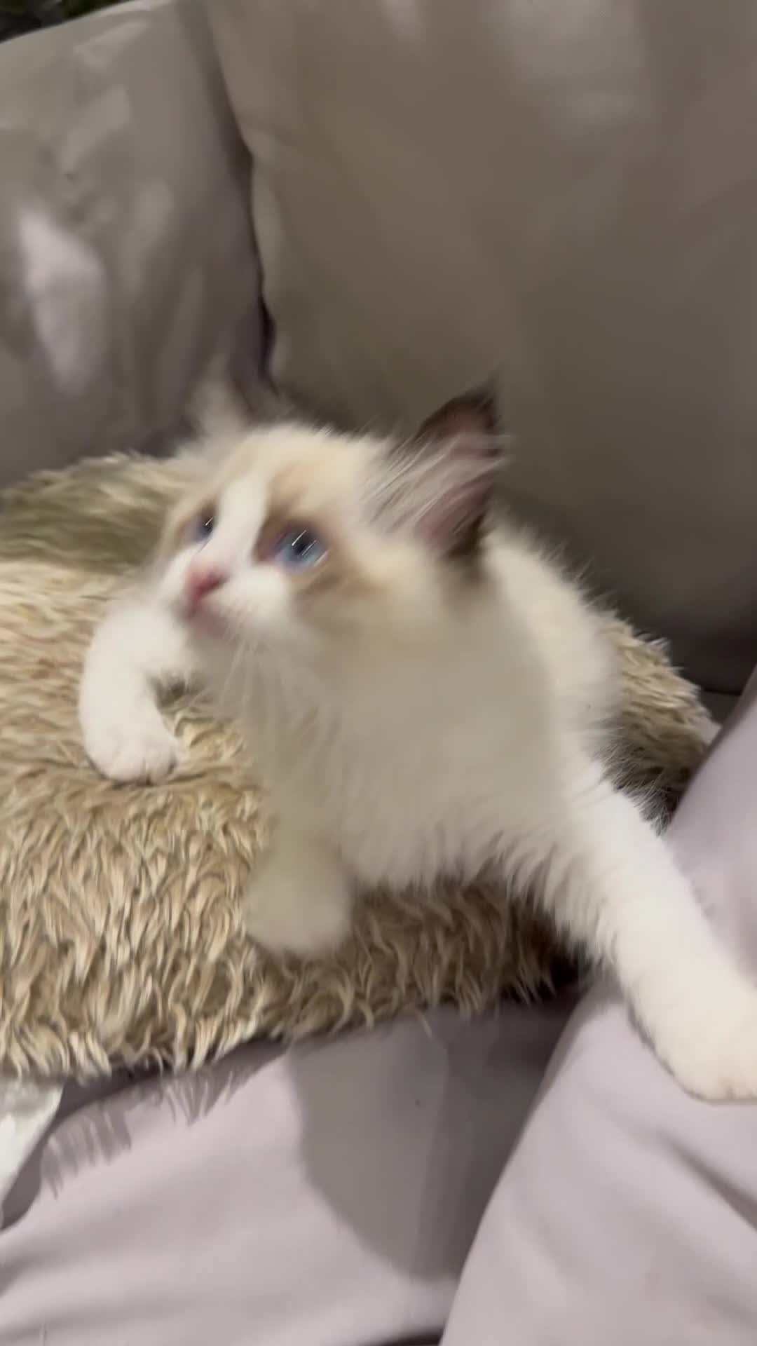 Ragdoll cats for sale: Rare European Long-Haired Ragdoll Kittens - Video 5