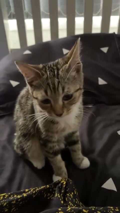 Mixed Breed cats for sale: Mocha  - Video 1
