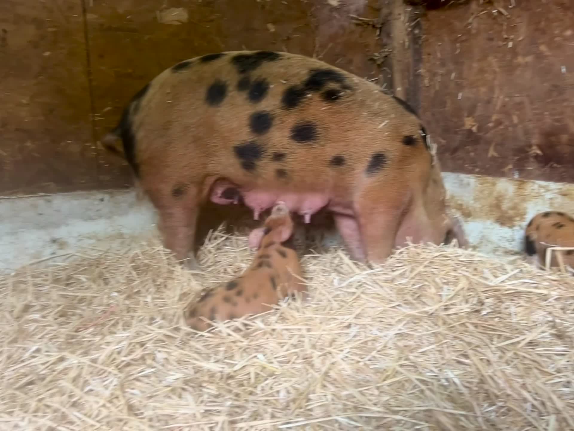 Pig livestock for sale: Oxford Sandy & Black Meat Weaners - Video 1