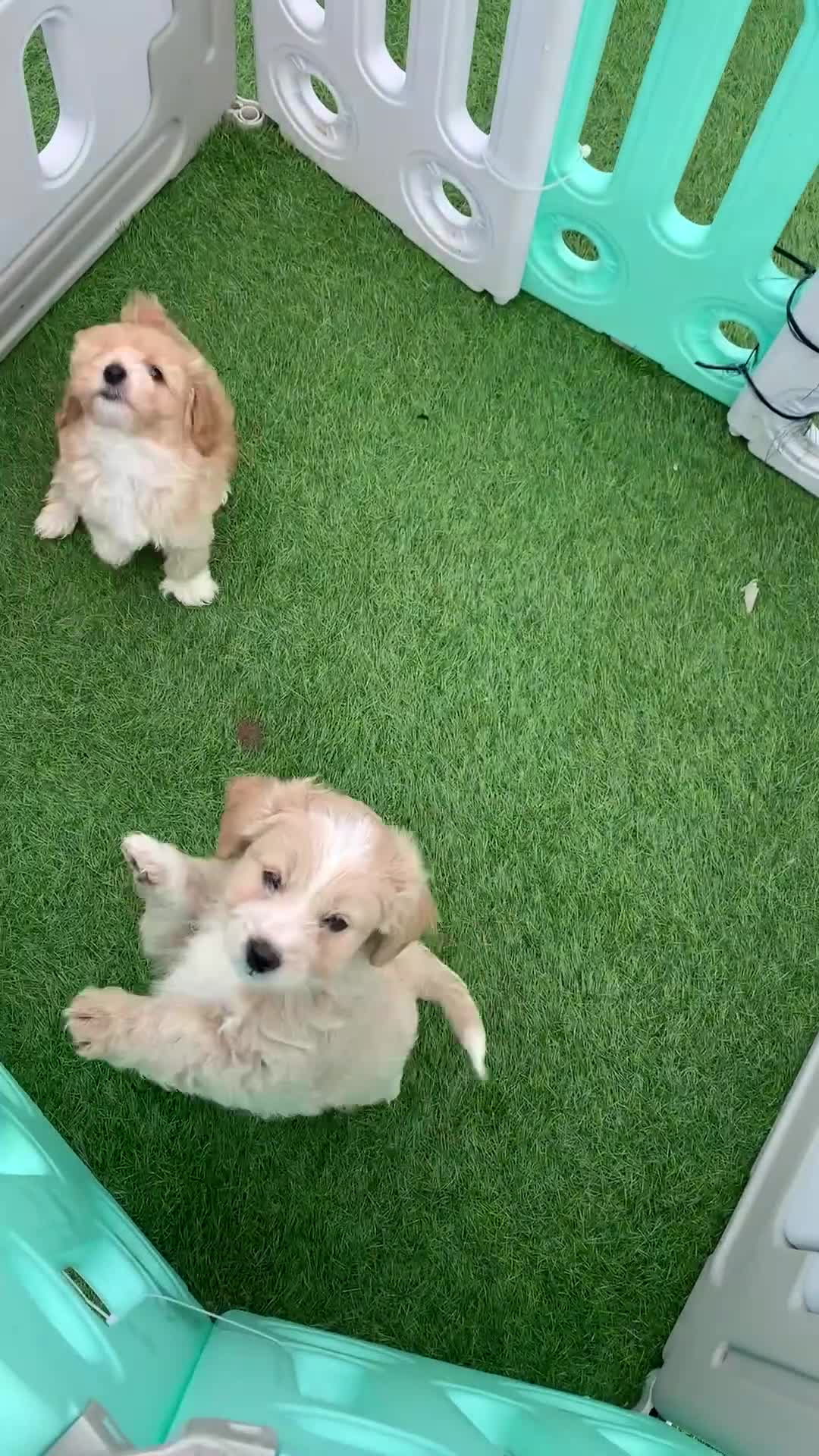 Maltipoo dogs for sale: All puppy’s are now sold - Video 1