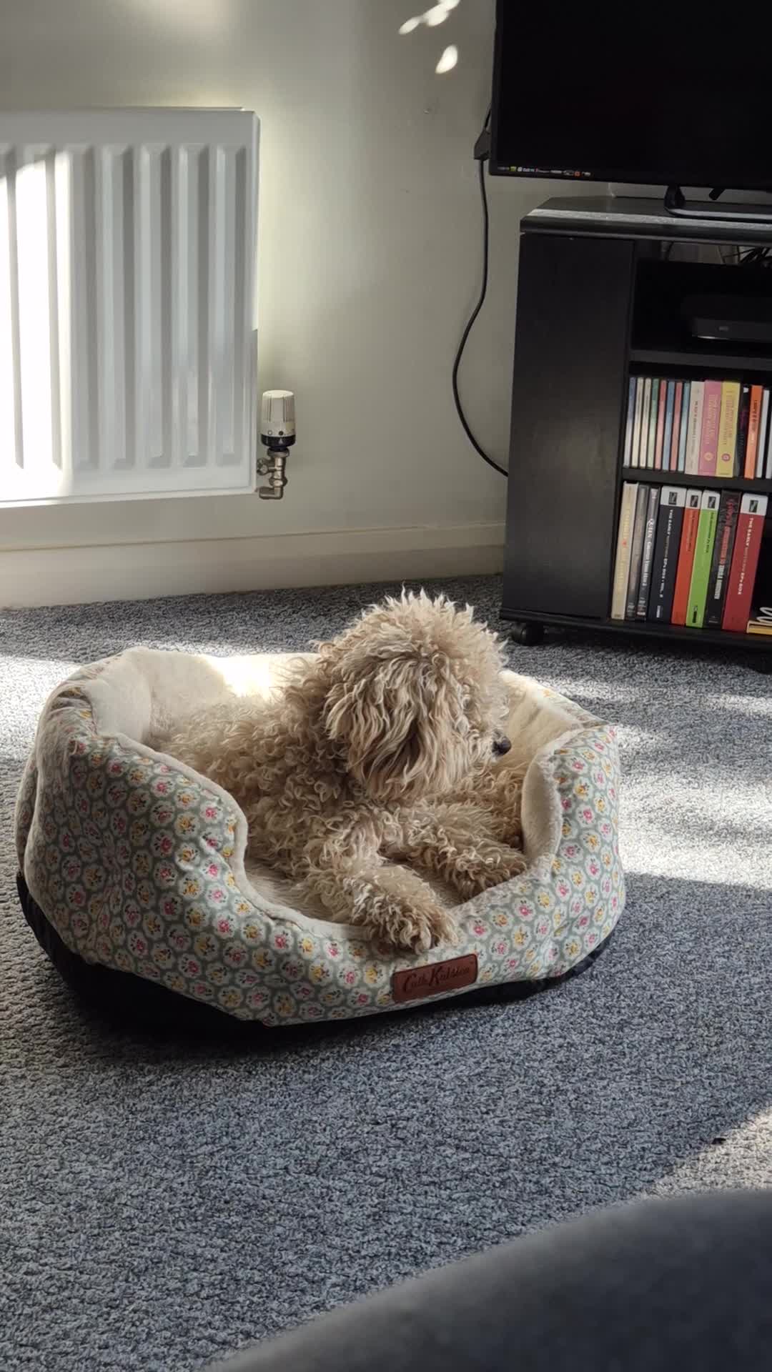 Mixed Breed dogs for sale: Monty in Huntingdon - Video 1