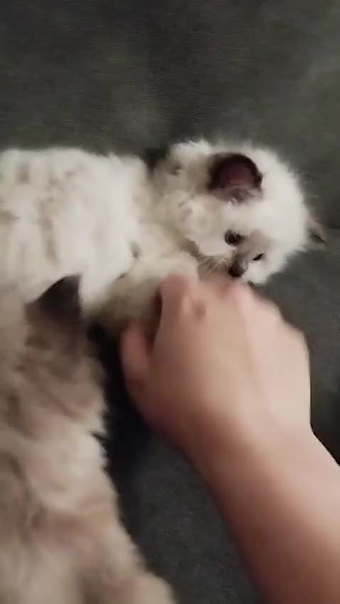 Ragdoll cats for sale: Beautiful Purebred Ragdoll Kittens  - Video 3