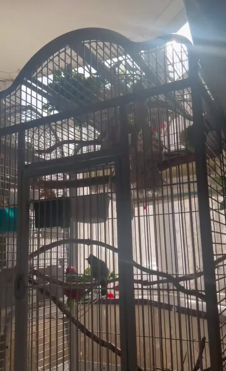 Parrots birds for sale: Red- vented bulbul - Video 1