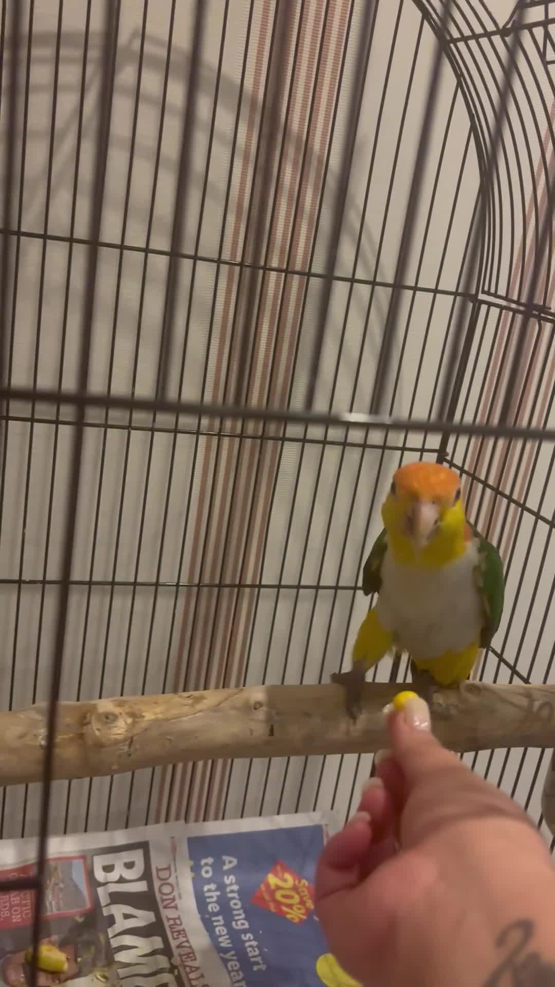 Mixed Breed birds for sale: Caique semi tamed  - Video 1