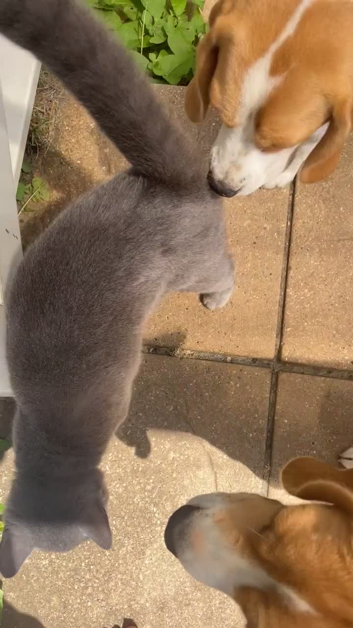 British Shorthair cats for sale: Female BritishShorthair!  in Maidstone - Video 3