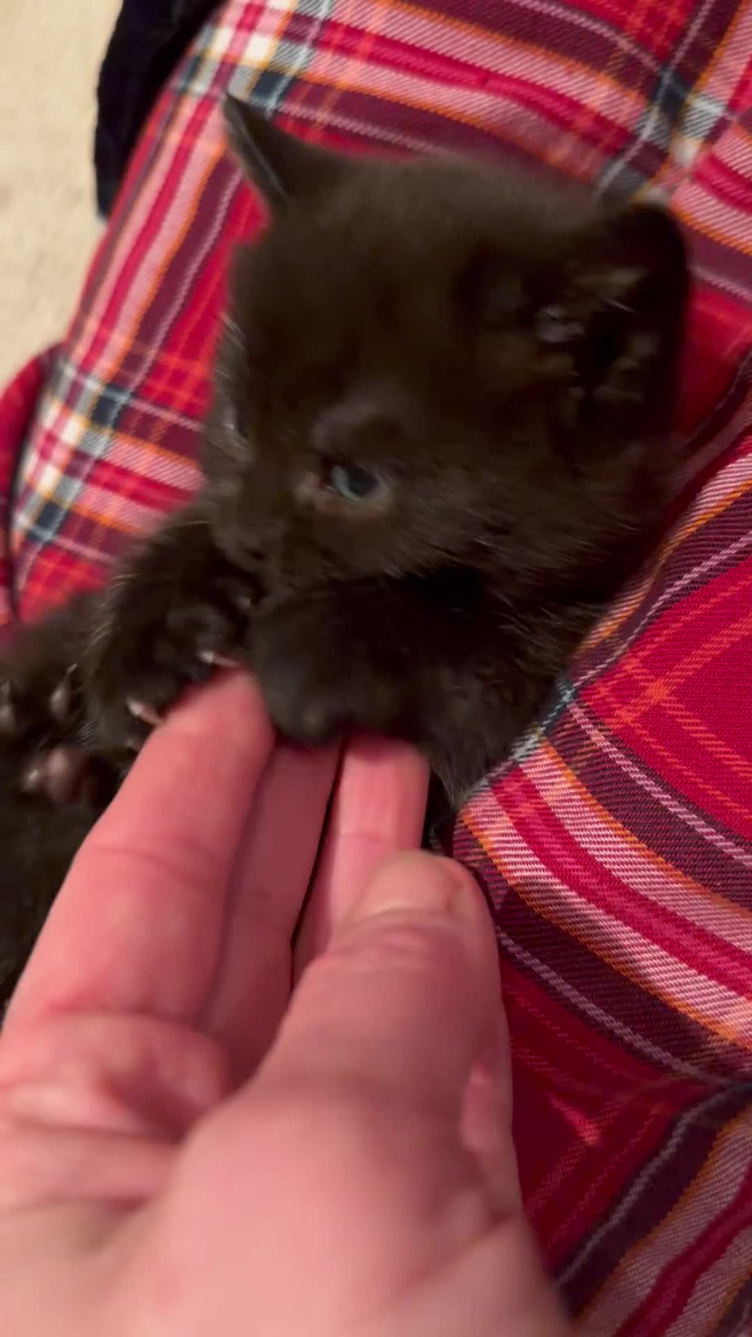 Mixed Breed cats for sale: 7 kittens looking their forever home - Video 1