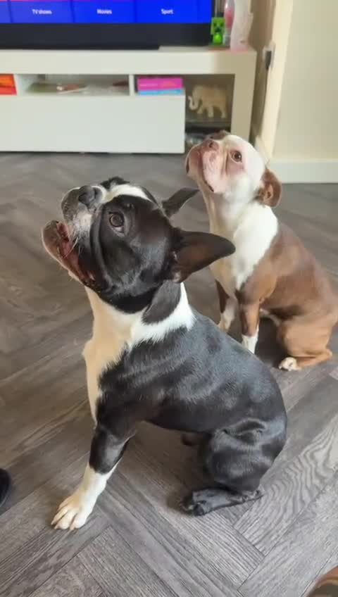 Boston Terrier dogs for sale: 🐾 Adorable Wildax Puppies! 🐾 - Video 1